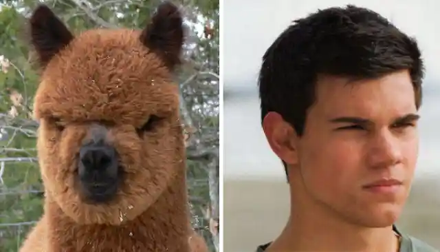 Alpaca looks like Taylor Lautner.