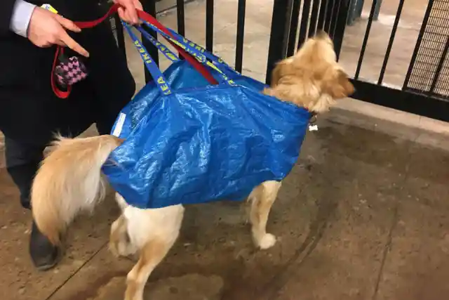 NYC Subway Banned Dogs Unless They Fit In A Bag. These Commuters Found the Most Creative Loopholes
