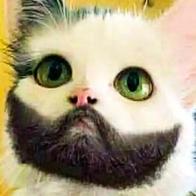 Bearded Cat