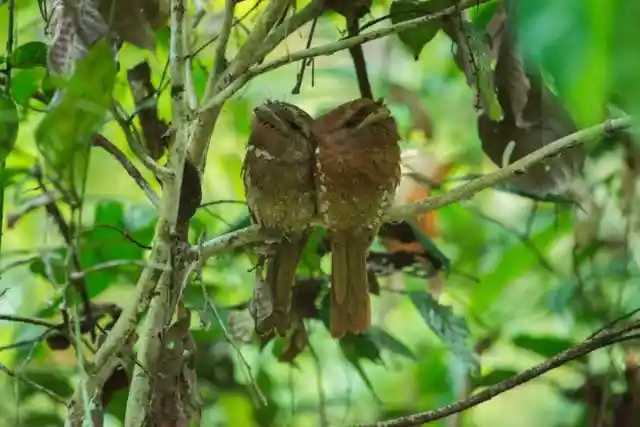 Sri Lanka Frogmouth