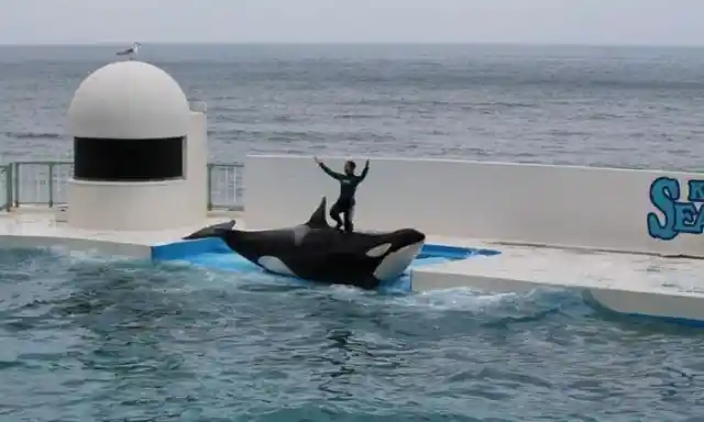 SeaWorld Never Wanted Visitors To Find Out These Secrets