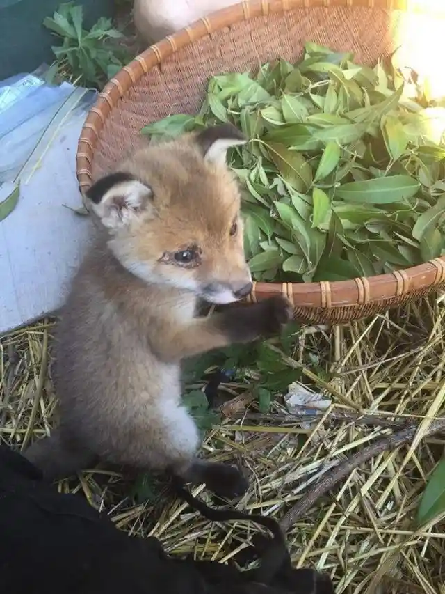 This Baby Fox was Nearly Killed, But Fate had Other Plans for Him