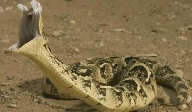 Puff Adder