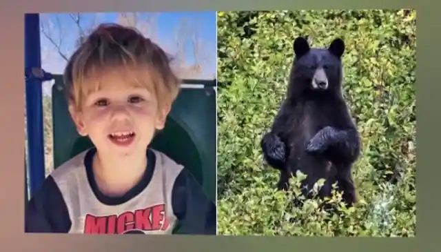 Bear Takes Care Of A Little Boy Who Got Lost In Woods For 3 Days