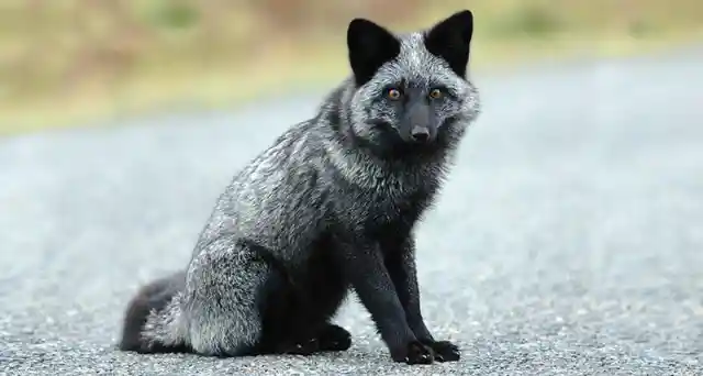 10. Rare Fox