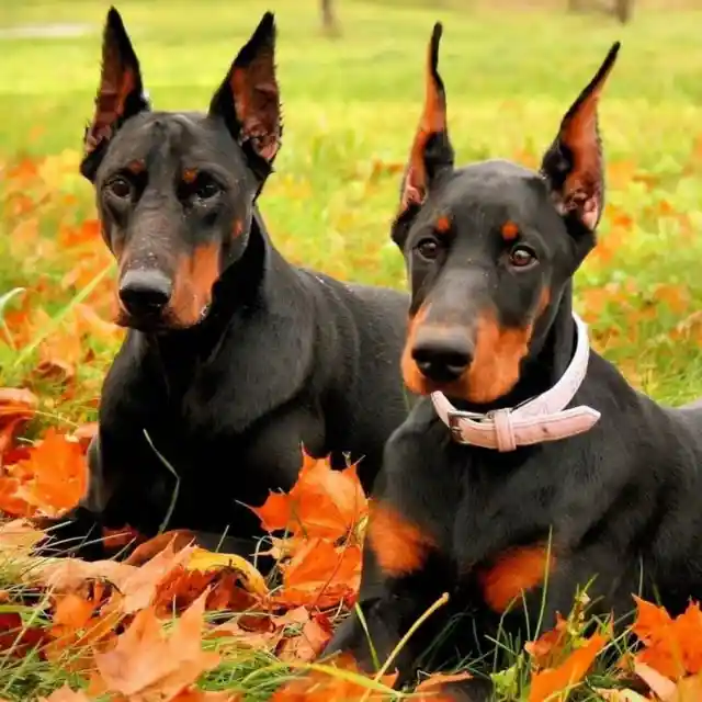 The Most Loyal Dog Breeds You Could Ever Own!
