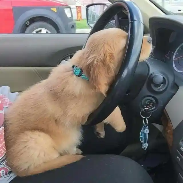 I'm Done Driving!