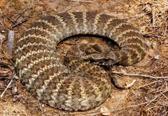 Common Death Adder