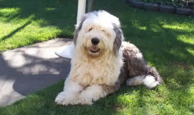 29. Old English Sheepdog