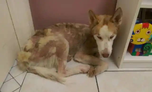 Couple Adopts A Starving Stray, It Becomes Unrecognizable