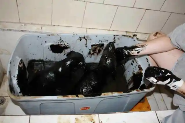 Thrown into a Tar Pit and Left to Die, These Two Puppies Were Inches Away From Death
