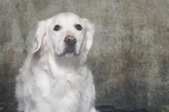 This Dog’s Discovery Changed His Owner’s Life Forever