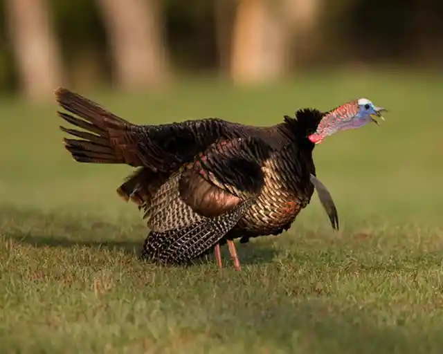 17. Wild Turkeys Are Able To Fly Up To 55 MPH