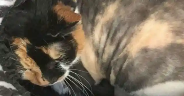 Man Is Stunned After Seeing What His Elderly Relative Did To His Cat