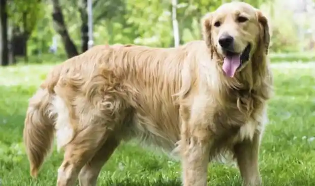 4. Golden Retriever