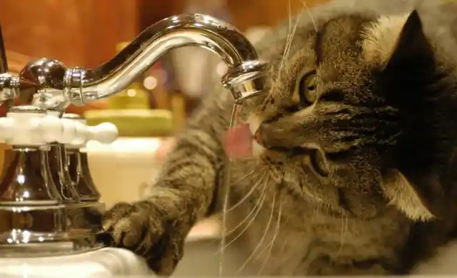 Sipping From The Faucet