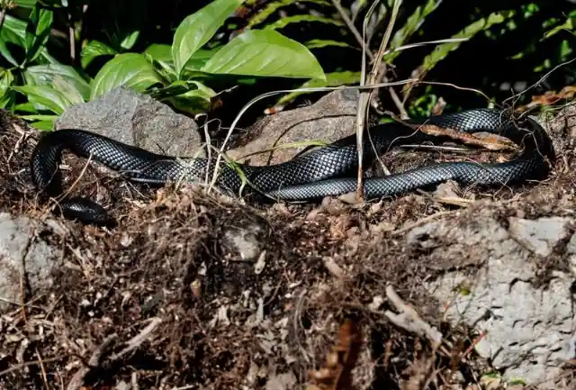 A Pine Snake