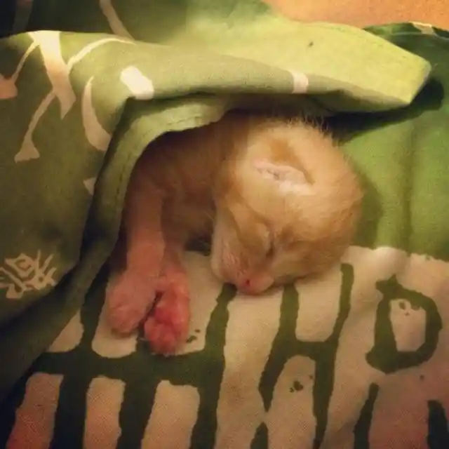 After A Family Rescued This Orphaned Newborn Kitten, They Gave Him The Most Unlikely Protector