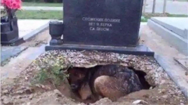They Thought This Dog Was Mourning Its Owner Until They Saw What She Was Hiding...