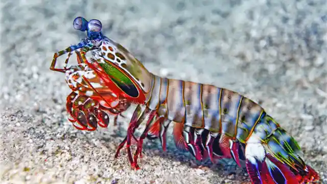 Powerful Shrimp