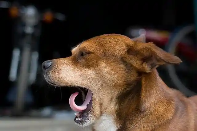 A yawn isn’t just a sign for sleepiness.