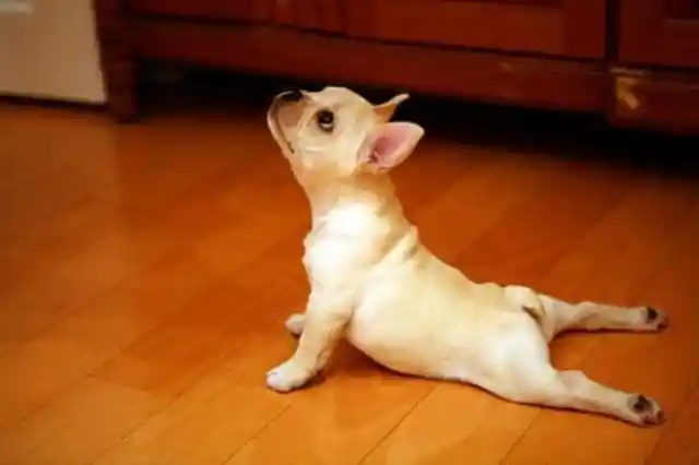 Puppy Yoga!