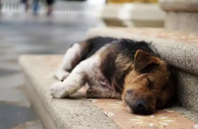 After Rescuing Them, Firemen Realized They Weren't Puppies