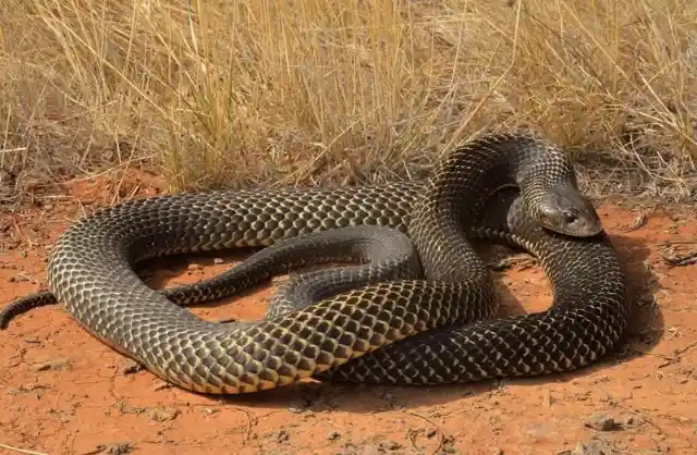 Mulga Snake