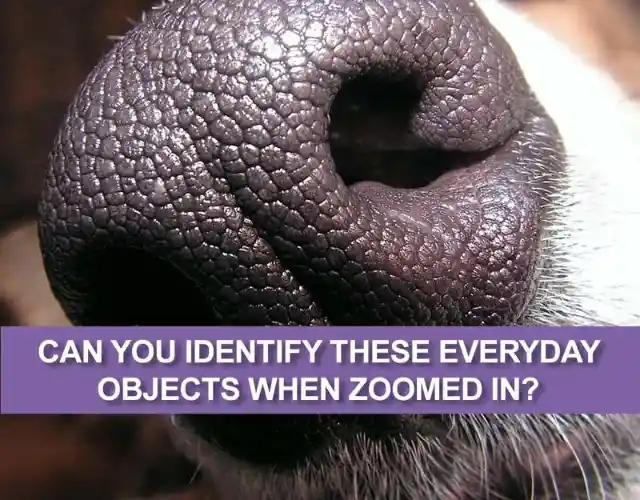 Quiz: Check Your Eyesight By Identifying Super Magnified Objects