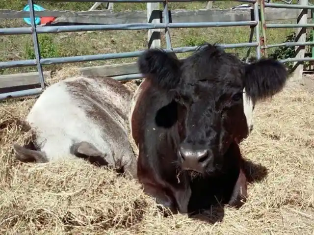 This Blind Rescue Cow Found Friendship In The Most Unlikely Place