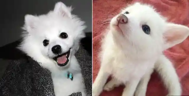 Woman Gets Fluffy White Puppy, But It Doesn’t Bark. A Year Later She Finally Learns Why