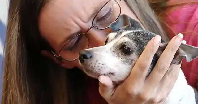 Missing Dog’s Microchip Activates After Years Of Silence, Tells Woman To Check Craigslist