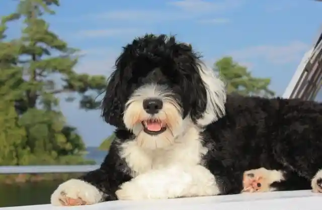 World’s Cutest and Extraordinary Dogs That You Can Actually Own