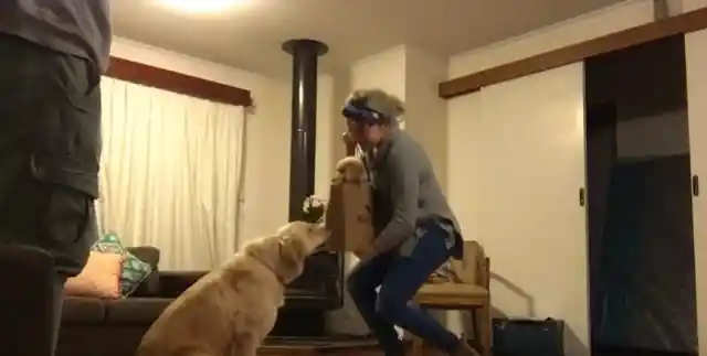 Dog Starts Spinning Around In Joy After Meeting His New Brother