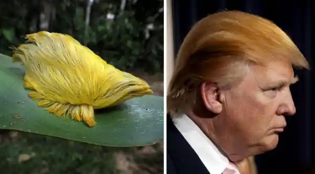 This Caterpillar Looks Like Donald Trump's Hair.