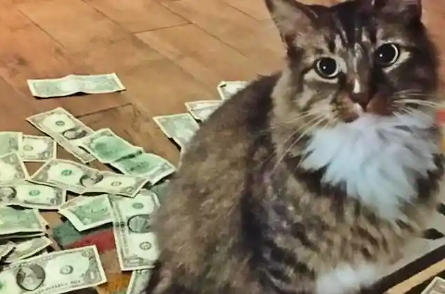 Cat Keeps Bringing Money, So Dad Sets Up Camera