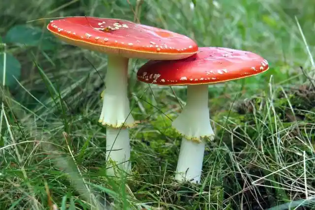 Mushroom Foragers Accidentally Solve One Of Europe’s Most Mysterious Disappearances