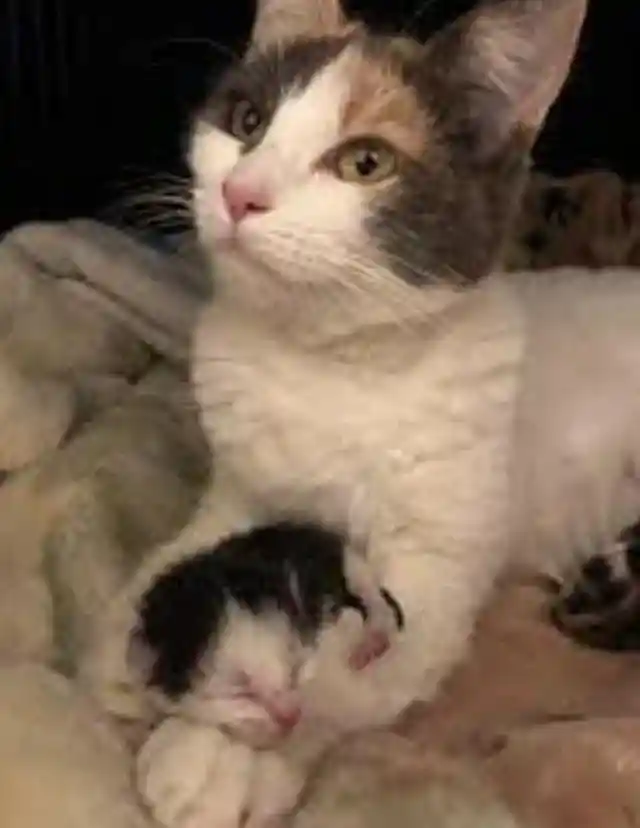 Cat Keeps Stealing Puppies, Neighbors Followed Him and Saw this