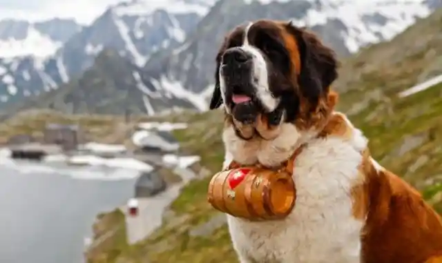 14. Saint Bernard