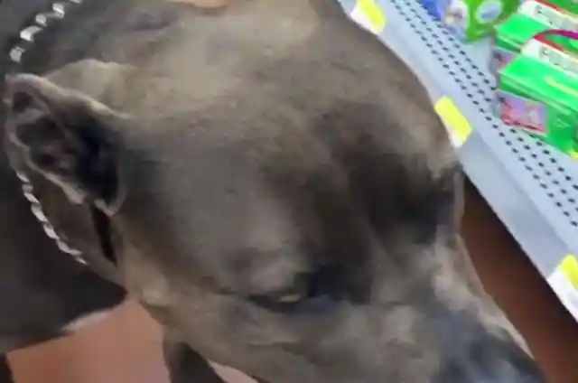 Walmart Manager Demands To Remove Dog, Regrets It
