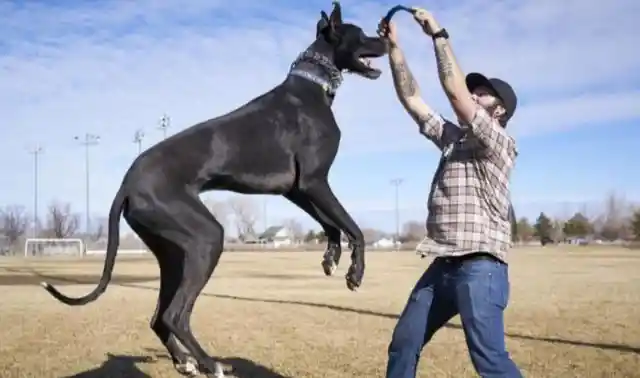 11. Great Dane