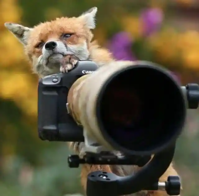 This Fox Will Be Your Creative Director For the Day