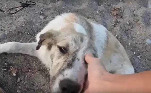 This Stray Dog Tried Everything To Get Adopted. Then One Day She Found A Woman’s Car