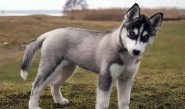 20. Siberian Husky