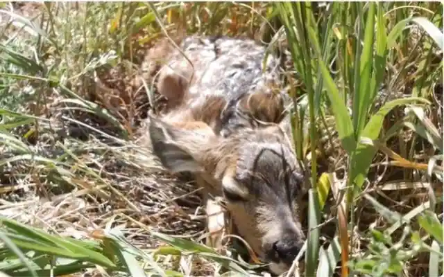 Lion Grabs Terrified Baby Deer, Then This Happens