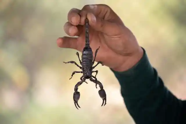 Getting Rid Of The Scorpions