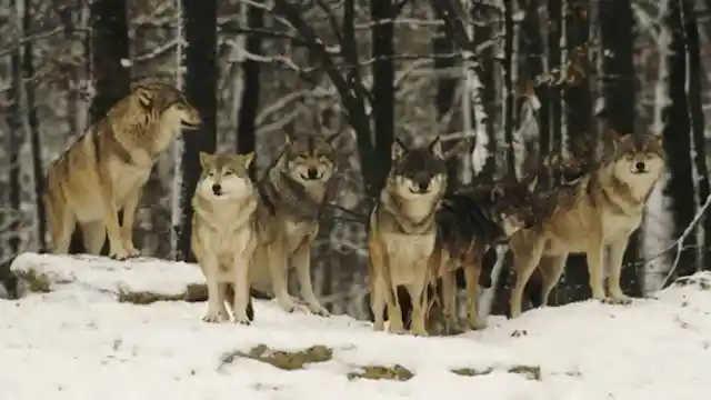 Meeting The Pack