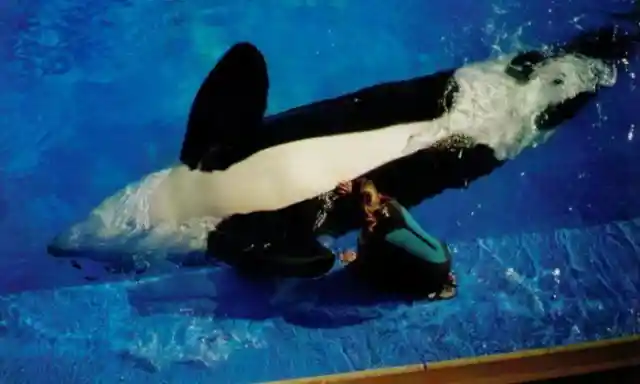 SeaWorld Never Wanted Visitors To Find Out These Secrets