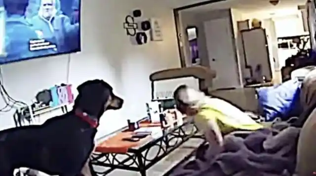 New Dog Won't Stop Waking Her, Look What Mom Finds On Camera