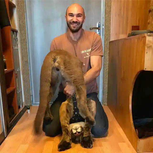 This Sick Puma Was Rescued From A Zoo And Is Now A Spoiled House Cat